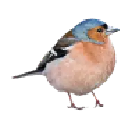 Pěnkavovití 