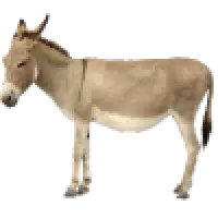 Osli 