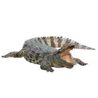 Krokodýli