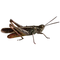Krmný hmyz