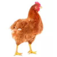 Drůbež
