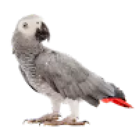 Afričtí papoušci 