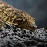 Geckonia.eu