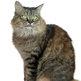 Kočky
