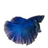 Akvaristika
