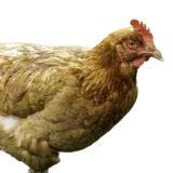 Drůbež