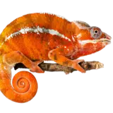 Terarijní zvířata