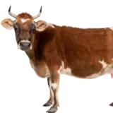 Skot, prasata