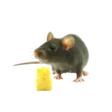 Drobní savci