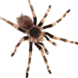 Bezobratlí