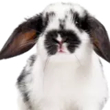 Králíci