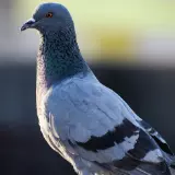 Holubi