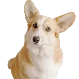 Psi