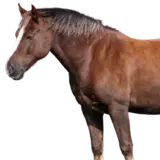 Koně