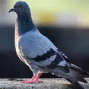 Fauna a flóra