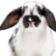 Králíci