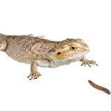Terarijní zvířata