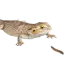 Terarijní zvířata