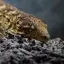 Geckonia.eu