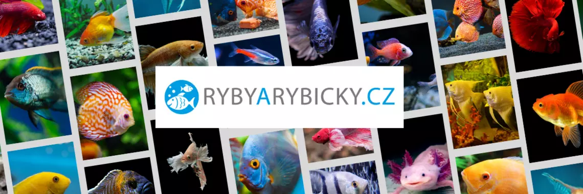 RYBY a RYBIČKY