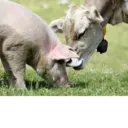 photo thumbnail