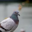 Fauna a flóra
