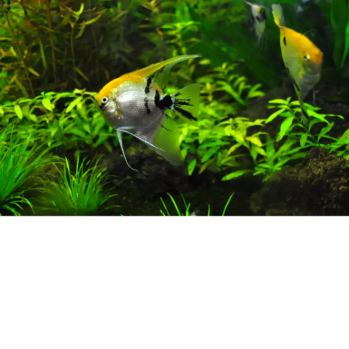 Akvaristika