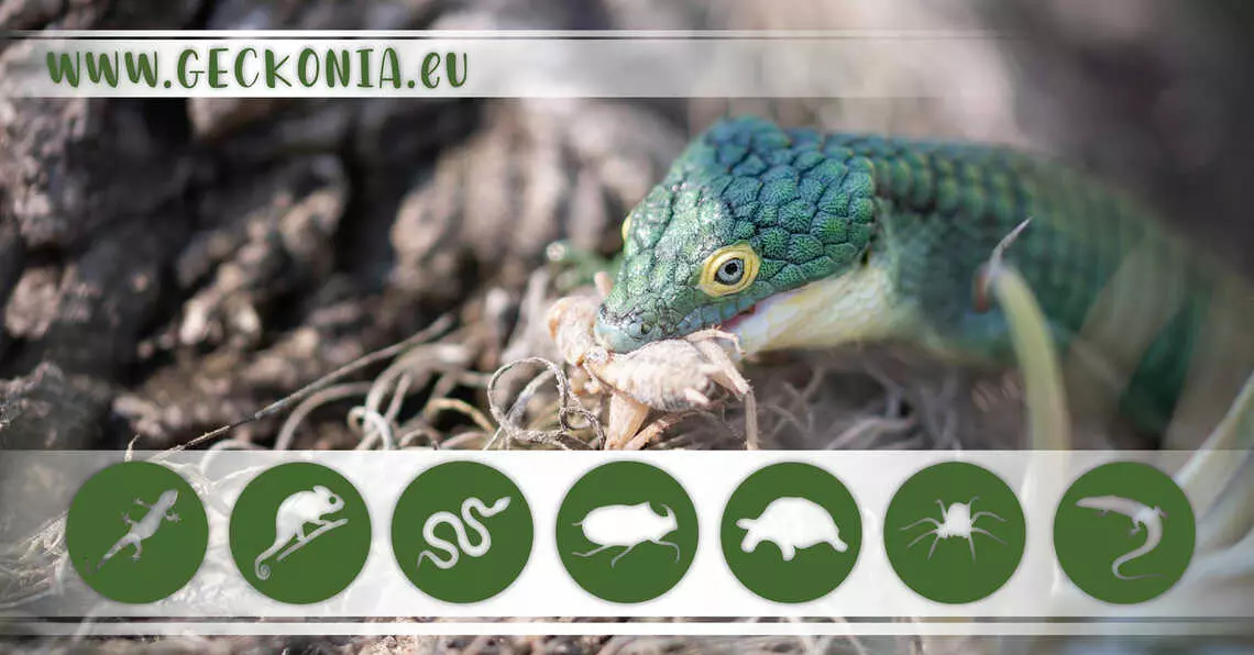 Geckonia.eu