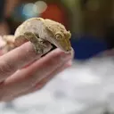 ŽIVÁ EXOTIKA