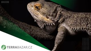 TERRABAZAR - Výstavní a prodejní teraristická burza v Praze s dlouholetou tradicí u metra