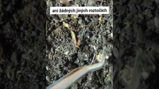 Bioaktivní substrát do terária! #terarium #chovmravencu #formikarium #formicarium #ants #antseurope