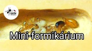 Camponotus fedtschenkoi ve startovacím hnízdě AntsEurope v1.1