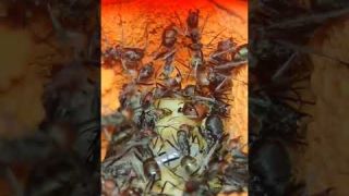 Obří asijský mravenec. Camponotus singularis z thajských hor
