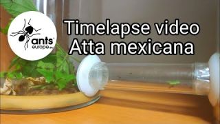Atta mexicana timelapse video