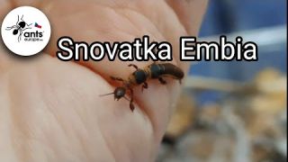 Webspinner Embia savigny - available on www.AntsEurope.eu